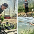 Išla sam kod njega po rasol, ostalo je istorija: Baka Dobrija i deda Vladan u braku punih 66 godina i kažu - razumevanje i…
