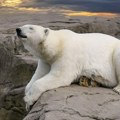 Brodskom sirenom probudio polarnog medveda, pa dobio kaznu
