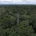 "Svakih pet sekundi uništi se čitav fudbalski stadion": Područje tropske šume veličine Švajcarske nestalo u 2022.