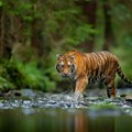 Svetski dan tigrova: U divljini ostalo svega 3.890 ovih životinja