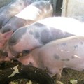 U Srbiji potvrđeno 1.637 slučajeva afričke kuge svinja, 979 uginule