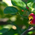 Kakvu opasnost nosi ujed pčele, ose i stršljena i kako se zaštititi?