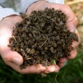 Sprečimo trovanje pčela nesavesnim korišćenjem pesticida