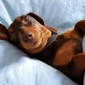 Životinje: Nemačka demantuje izveštaje o zabrani pasa jazavičara