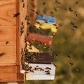 Prijavljivanje za subvencije za pčelare do petka: Po košnici 1.000 dinara