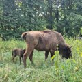 (Foto) prinova na Fruškoj gori Beba evropskog bizona uvećala fruškogorsko krdo, pogledajte kako izgleda mali lepotan