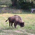 Bizon pobegao iz rezervata na Fruškoj gori (VIDEO)