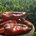 Najskuplja paprika na svetu raste u raškoviću Dušanu baka dala ideju za biznis, sad gaji povrće koje prodaje 25.000 dolara po…