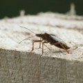 Parižani otrovani zabranjenim insekticitom: Bspp intervenisala, oglasila se i policija