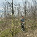 Strepe od aprilskog mraza: Voćari iz Čačka i okoline dobro pamte dve loše godine i poglede upiru u nebo