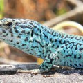 U letovalištu koje Srbi obožavaju pojavila se agresivna i brza zmija: Širi se alarmantnom brzinom