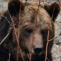 Медвед Миша из јагодинског Зоо-врта добио посебан третман због тропског таласа: Ни њему није лако