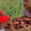 Kineski roditelji plaćaju više od hiljadu evra da im deca kopaju krompir i cepaju drva