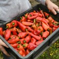 Kupili paprike za ajvar, pa kod kuće doživeli šok: Platili za 49 kilograma, kada su stavili džakove na vagu, zabezeknuli se…
