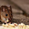 Na KiM zabeležen prvi slučaj mišje groznice Evo kako se prenosi bolest