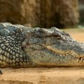 Izdato upozorenje za stanovnike Kine: Usled poplava više od 70 krokodila pobeglo sa farme
