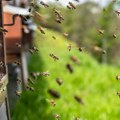 SPOS: Troškovi proizvodnje meda za deset godina porasli 43 odsto