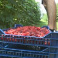 Za mesec dana „masna“ plata, ali maline retko ko hoće da bere Evo kolika je dnevnica sezonskih radnika