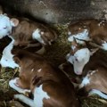 Radost i neverica u štali podno merošine! Gazdarica slutila blizance, ali krava Beba iznenadila i otelila četvorke! Gazda Mića…