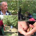 Dragan otišao u italiju po nakit, "uvezao" novi biznis Godinama se bavio zlatarstvom, sada ima 3.000 stabala voća koje prodaje…