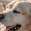"Nemojte samo da mu date vodu, možda nije žedan": Veterinar upozorava, evo zašto vaš pas dahće toliko često