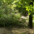 Nevreme praćeno obilnim gradom pogodilo Prijepolje, napravilo veliku materijalnu štetu