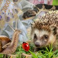 Sve više prijava za ubijanje retkih životinja u Srbiji: Za bubamaru 15.000, leptira 10.000, a čak milion dinara za ovu vrstu