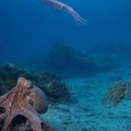 Tajna složenog nervnog sistema hobotnica možda se krije u 3D strukturi DNK