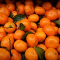 Otkupne cijene mandarina padaju, proizvođači nezadovoljni
