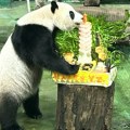 Tajvanska džinovska panda proslavila 10. rođendan: U zoološkom vrtu joj priredili proslavu, imala je i tortu