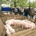 Vlada odobrila sredstva: Za sanaciju štete od afričke kuge svinja u Srpskoj oko milion evra