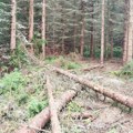 Neobična odluka: Kako se Rumunija bori protiv seče drveća?