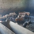 Šumadinci ne brinu za afričku kugu svinja, obori puni, potražnja odlična a cena nikad bolja