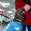Na istanbulskom aerodromu psi umesto lekova za smirenje