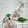 Premestila sam orhideju na ovo mesto i ponovo je procvetala! Ako držite cveće u stanu, ovo morate da znate
