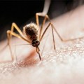 Istraživači razvili aparat koji će pomoći u kontroli bolesti koje prenose komarci