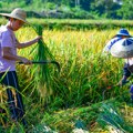 Nestašica pirinča u Japanu kao izazov za zelenu tranziciju i održivu poljoprivredu