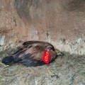Četiri decenije praćenja beloglavih supova, nova generacija obeležena na Uvcu