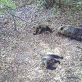 Medvedica sa dva mečeta šetala Rzinjem: sve bliže gradu, sve dalje od straha (FOTO)