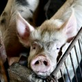 Afrička kuga svinja ostavila prazne obore u dva gazdinstva u Radenkoviću
