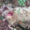 Tuga kod Aleksinca: Zveri napale ovcu, kad je stigao pastir, zatekao prizor koji tera suze na oči