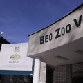 Tri medvedice stigle u Beo zoo-vrt: Svi pozvani da kumuju i pošalju predloge za njihova imena