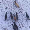Neverovatni prizori kod Livna: Galop divljih konja u snegu oduzima dah (video)