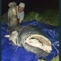 Raport s vode: Milan Panić opet oborio rekord — som dugačak 246 centimetara i težak 91 kilogram izvučen iz Dunava