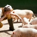 ASF u Italiji: Skoro 35.000 svinja ubijeno na severu
