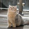 Mačke imaju 300 različitih izraza lica i ekspresija: Neke su iste kao kod ljudi