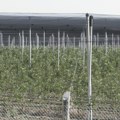 Nakon udara grada i štete nanete voću Odmah uraditi tretman s kombinacijom fungicida i aminokiselina