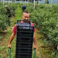 Epilog berbe borovnica i višanja u Mačvi, Jadru, Azbukovici i Rađevini: Cena ispratila rod i kvalitet