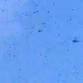 Sunčan dan na plaži pretvorio se u noćnu moru Bube okupirale nebo, ljudi bežali, deca vrištala i gađala ih kantama! (video)…