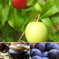 Evo tajne jedne zaboravljene supernamirnice Od njenog džema i soka nema ukusnijeg